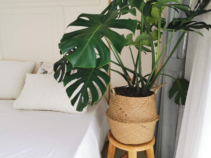 DOKOT Seagrass Plant Basket with Handles, Wicker Woven Storage Basket, 9.5inch Diameter x 11inch Height - Image 4